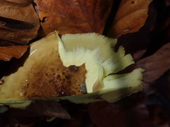 Cortinarius flavovirens