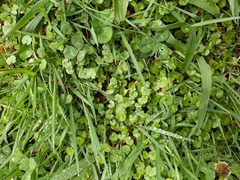 Hydrocotyle microphylla