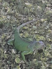 Iguana iguana