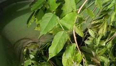 Thyrsanthella difformis