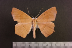 Microgonia perfulvata