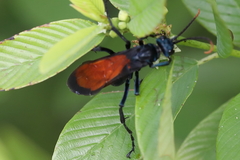 Pepsis grossa