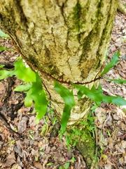 Microgramma heterophylla