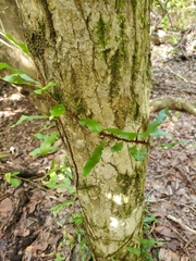 Microgramma heterophylla