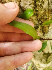 Microgramma heterophylla