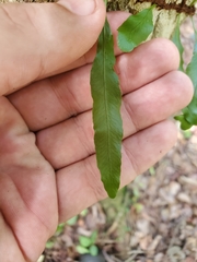 Microgramma heterophylla