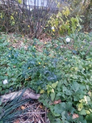 Sonchus oleraceus