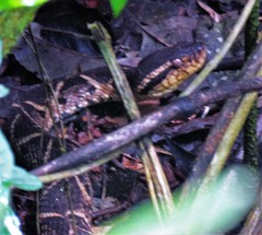 Bothrops jararacussu