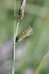 Carex binervis