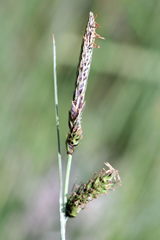 Carex binervis