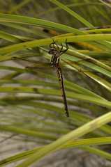 Syncordulia gracilis