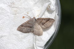 Scotopteryx