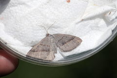 Scotopteryx