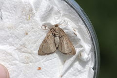 Scotopteryx