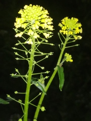Neslia paniculata
