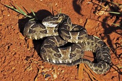 Bothrops pubescens