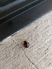 Platyphora congregata