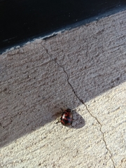 Platyphora congregata