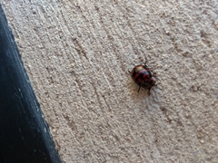 Platyphora congregata