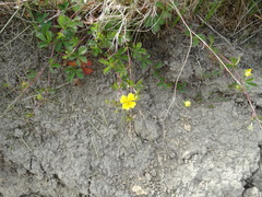 Potentilla anglica
