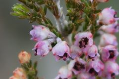 Erica lucida