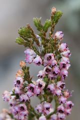 Erica lucida