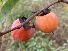 Diospyros virginiana — photo 3