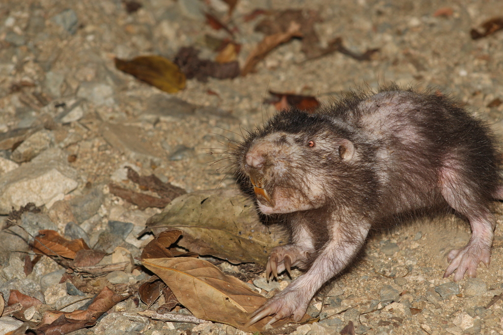 Giant Pocket Gopher