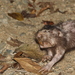 Giant Pocket Gopher - Photo (c) M. C. Gerardo Eusebio Valdes, some rights reserved (CC BY-NC), uploaded by M. C. Gerardo Eusebio Valdes