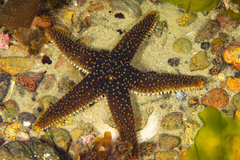 Anasterias antarctica