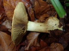 Cortinarius flavovirens