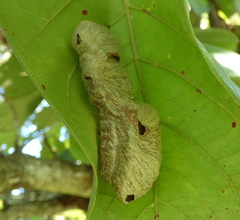 Protopolybia exigua
