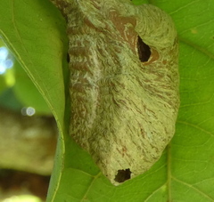 Protopolybia exigua