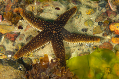 Anasterias antarctica