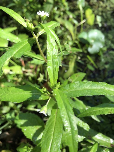 Eclipta prostrata image