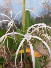Hymenocallis tubiflora
