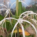 Hymenocallis tubiflora - Photo (c) Thaisa, algunos derechos reservados (CC BY-NC), subido por Thaisa
