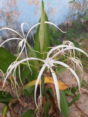 Hymenocallis tubiflora