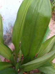 Hymenocallis tubiflora