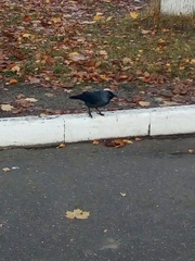 Corvus monedula