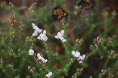 Aspalathus submissa