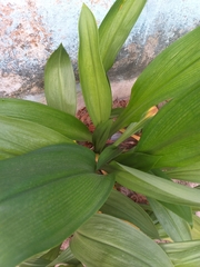Hymenocallis tubiflora