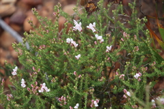 Aspalathus submissa