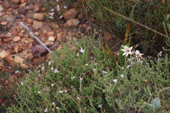 Aspalathus submissa
