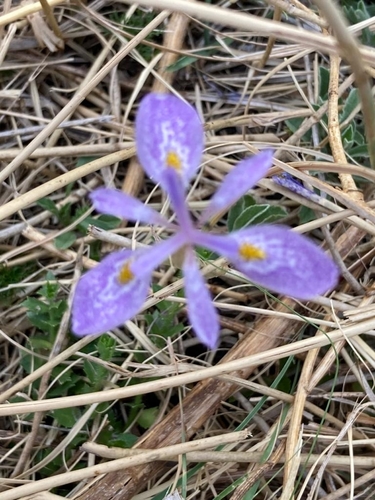 Image of Moraea simulans by no rights reserved