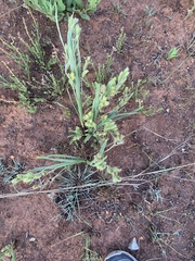 Hypoxis rigidula rigidula