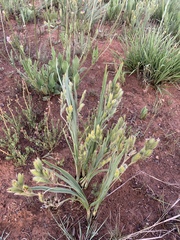 Hypoxis rigidula rigidula