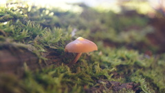 Chromosera