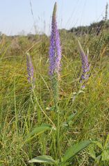 Veronica orchidea