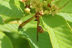Mischocyttarus mexicanus cubicola